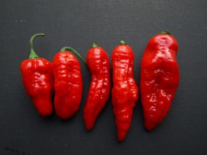 naga bhut jolokia