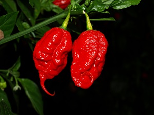 The hottest pepper in the world