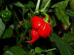A pepper with a ta(i)le