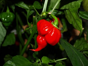 Trinidad Scorpion