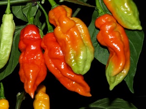 The Scoville Scale